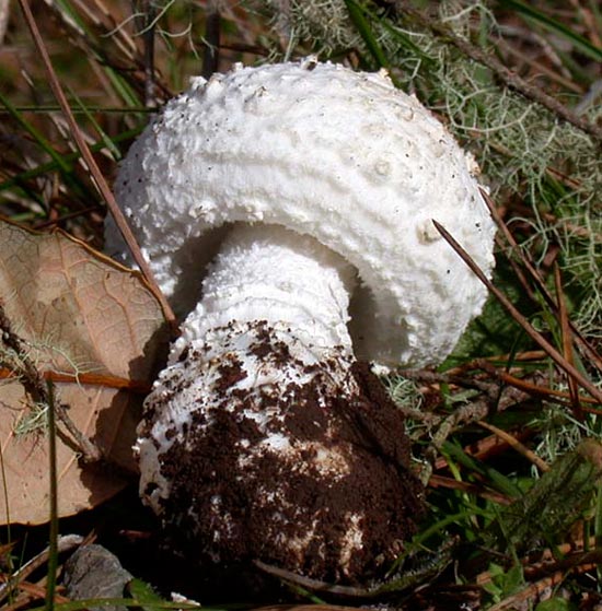 Amanita smithiana - Fungi species | sokos jishebi | სოკოს ჯიშები